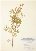 藏品(銀羽扇豆)的圖片